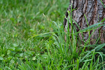 Textured Tree Trunk with Grass