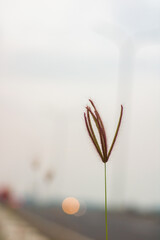 rhodes grass or Chloris gayana with blurred background of toll road