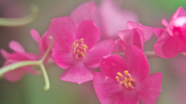Ghost ants collect nectar from Coral Vine flowers, Tapinoma melanocephalum and Antigonon leptopus