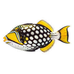 Clown triggerfish with black white and yellow markings on black background balistidae marine life