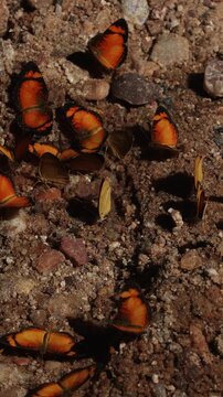 borboleta laranja na cidade de S&atilde;o Domingos, Estado de Goi&aacute;s, regi&atilde;o de Terra Ronca, Brasil
