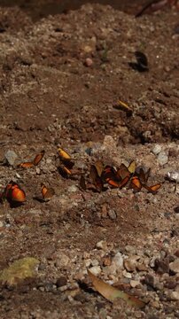 borboleta laranja na cidade de S&atilde;o Domingos, Estado de Goi&aacute;s, regi&atilde;o de Terra Ronca, Brasil