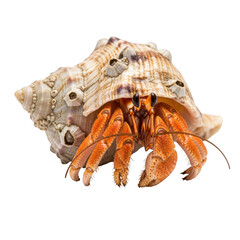 Orange hermit crab emerging from a barnacle-covered seashell against a black background crustacean conch shell