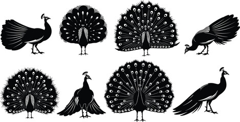 Peacock silhouette vector illustration, elegant bird poses, fanned tail feathers, black peacock art, wildlife design, decorative animal graphic, stock content