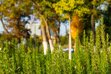 Rosemary Plants in Autumn Garden