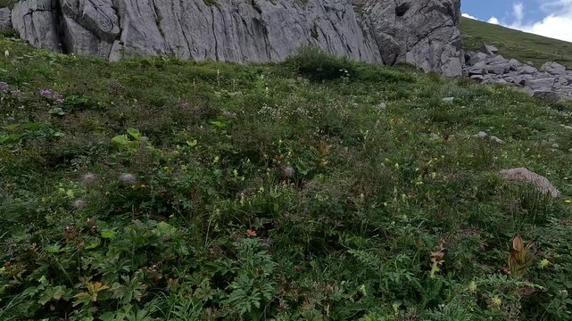 Rocky alpine slope above Lake Volaia with lush green grass, scattered boulders and tiny wildflowers under a bright summer sky in the Carnic Alps border region.