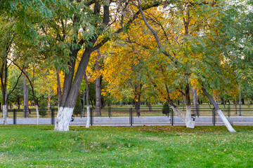 Fototapeta premium Autumn park with trees and green grass