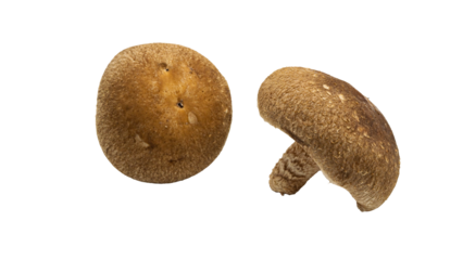 しいたけ　新鮮なきのこ素材　（背景透過）