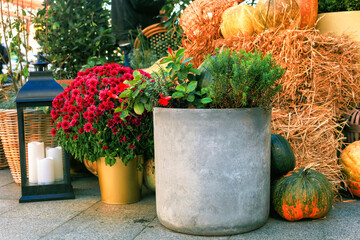 Various potted plants, chrysanthemums in pots, pumpkins, lamp decorate autumn yard