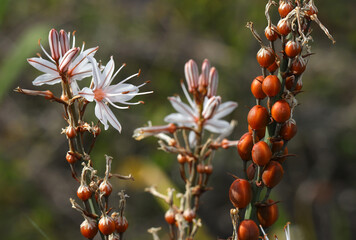 Portugal. Spring flowers. Asphodel in bloom and with fruit simultaneously.  Asphodelus ramosus (botanical) Shallow selective focus on flower and fruit.
