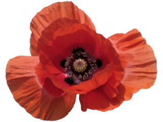 Close-up of red poppy flower petals isolated on a transparent background