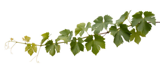Green grapevine leaves on a stem plant isolated on a transparent background