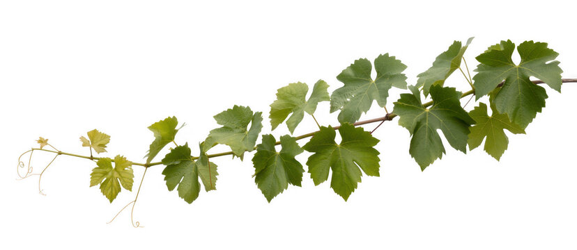 Green grapevine leaves on a stem plant isolated on a transparent background