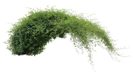 Green plant with white frost or ice on branches cold weather isolated on a transparent background