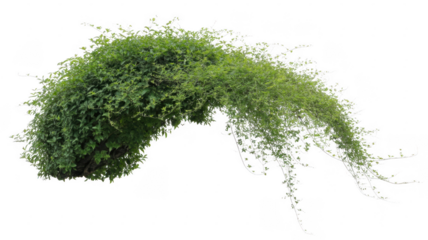 Green plant with white frost or ice on branches cold weather isolated on a transparent background