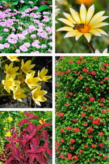 Vibrant floral collage featuring a honey bee and diverse garden flowers.