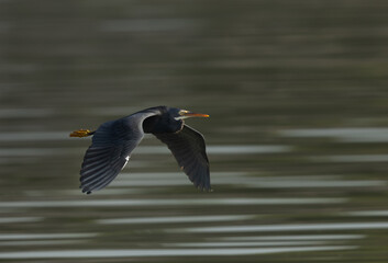 Closeup oa a Western reef heron in flight at Tubli bay, Bahrain