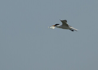 Lesser Crested Tern with a fish catch at Tubli bay, Bahrain