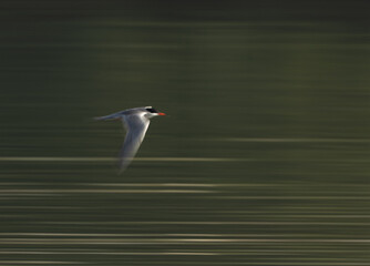 A motion blur image of White-cheeked Tern flying at Tubli, Bahrain
