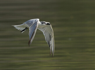 Gull-billed tern in flight at Tubli, Bahrain