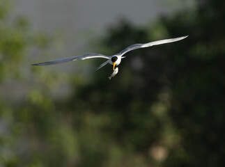 Lesser Crested Tern flying with a fish catch at tubli bay, Bahrain