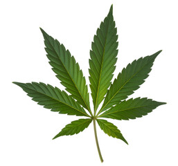 Leaf green plant isolated on a transparent background