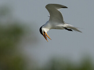 Lesser Crested Tern with a fish catch at tubli, Bahrain