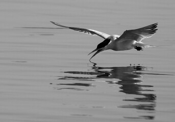 A backlit image of Lesser Crested Tern fishing at tubli, Bahrain