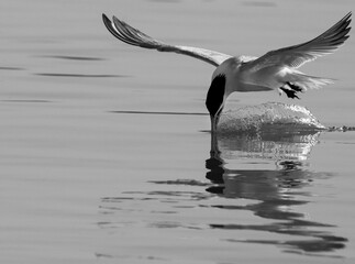 Lesser Crested Tern fishing at tubli, Bahrain