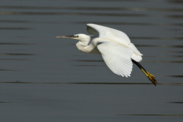 Western reef heron in flight at Tubli bay, Bahrain