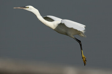 Juvenile Western reef heron takeoff at  Tubli bay, Bahrain