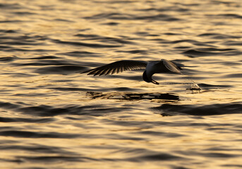 A backlit image of Lesser Crested Tern fishing at tubli, Bahrain
