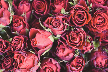 Close up rose background flowers romantic love valentine day concept , Multicolored flowers Bloom Natural fresh red roses flower bouquet