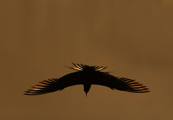 A backlit image of  White-cheeked Tern fishing at Tubli bay, Bahrain