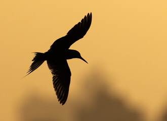 Silhouette of a White-cheeked Tern flying at Tubli bay, Bahrain