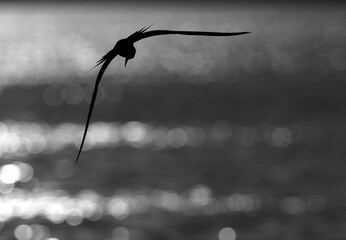 Silhouette of a White-cheeked Tern in flight at Tubli bay, Bahrain