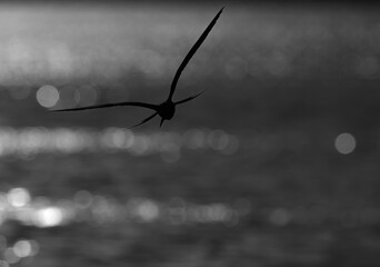 Silhouette of a White-cheeked Tern flying at Tubli bay, Bahrain