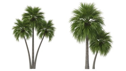 Palm trees isolated on white background