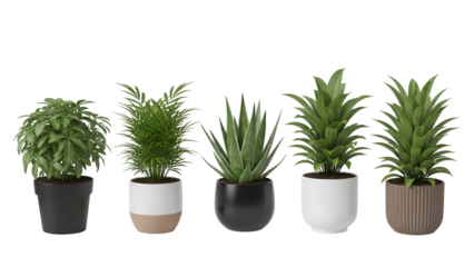 Collection of various green plants in pots