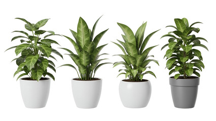 Beautiful green plants in white pots on white background
