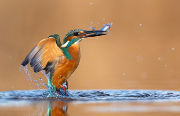 European Kingfisher ( Alcedo atthis ) close up