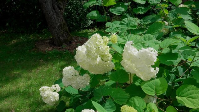 Tree hydrangea Hydrangea paniculata with lush white flower clusters among large green leaves. The bush sways in the wind on a sunny day. All captured in close-up.
