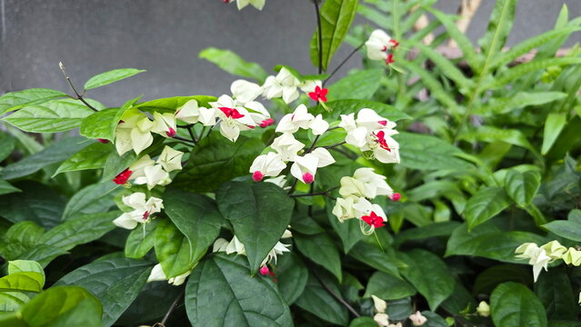 Bleeding Heart Vine against in the garden. The Bag Flower has white, heart-shaped sepals resembling a bag holding red petals that look like drops of flowing blood.(Bleeding Heart, Glory Bower)
