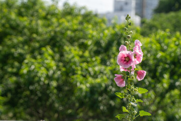 夏の緑に溶け込むピンクのタチアオイの花