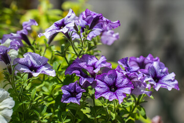 夏の日差しを浴びて咲くペチュニアの花