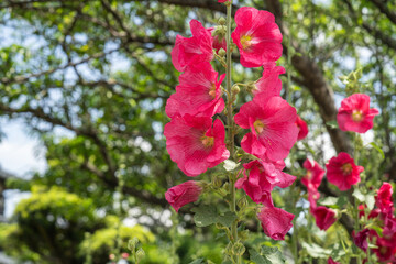 初夏の緑にアクセントを付ける赤いタチアオイの花