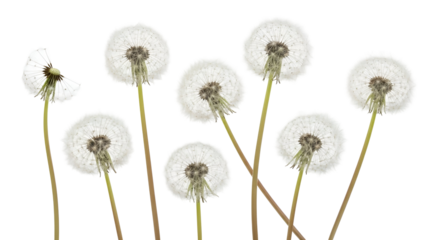 Dandelion flowers with white seeds on white background