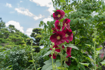 夏の青空と梅雨明けのタチアオイ