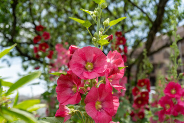 夏に満開の華やかなタチアオイ