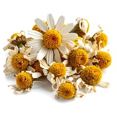 Pile of chamomile flowers, some fresh, some dried, in bright light against a white background